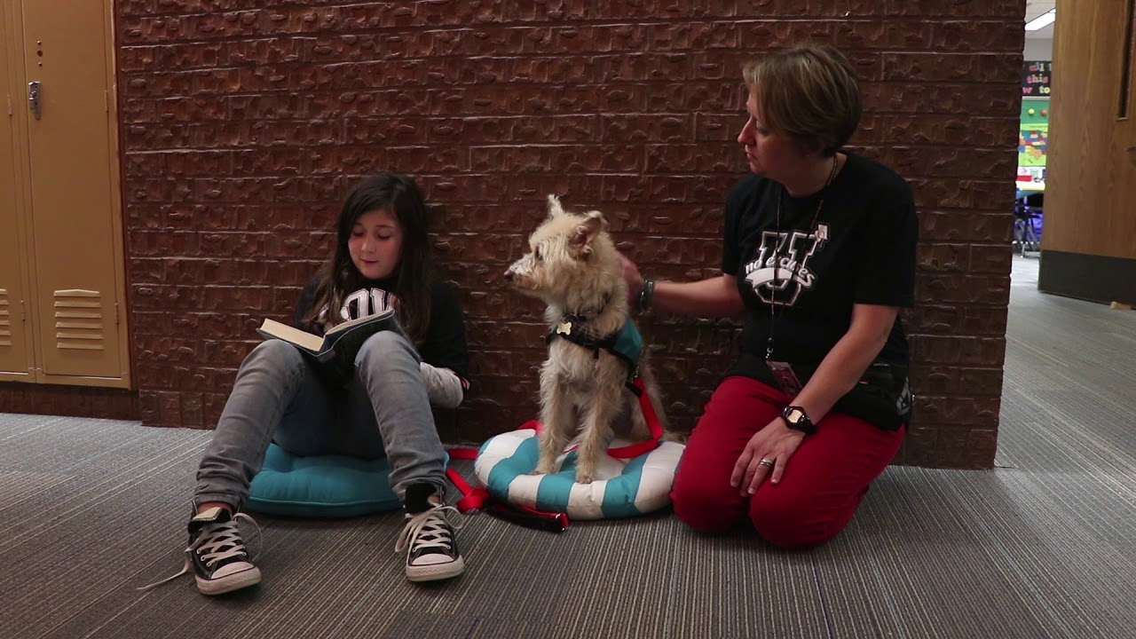 Herbie the Field Club Elementary Therapy Dog YouTube
