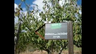 Bosque Mixto de Castaños, Robles y Madroños