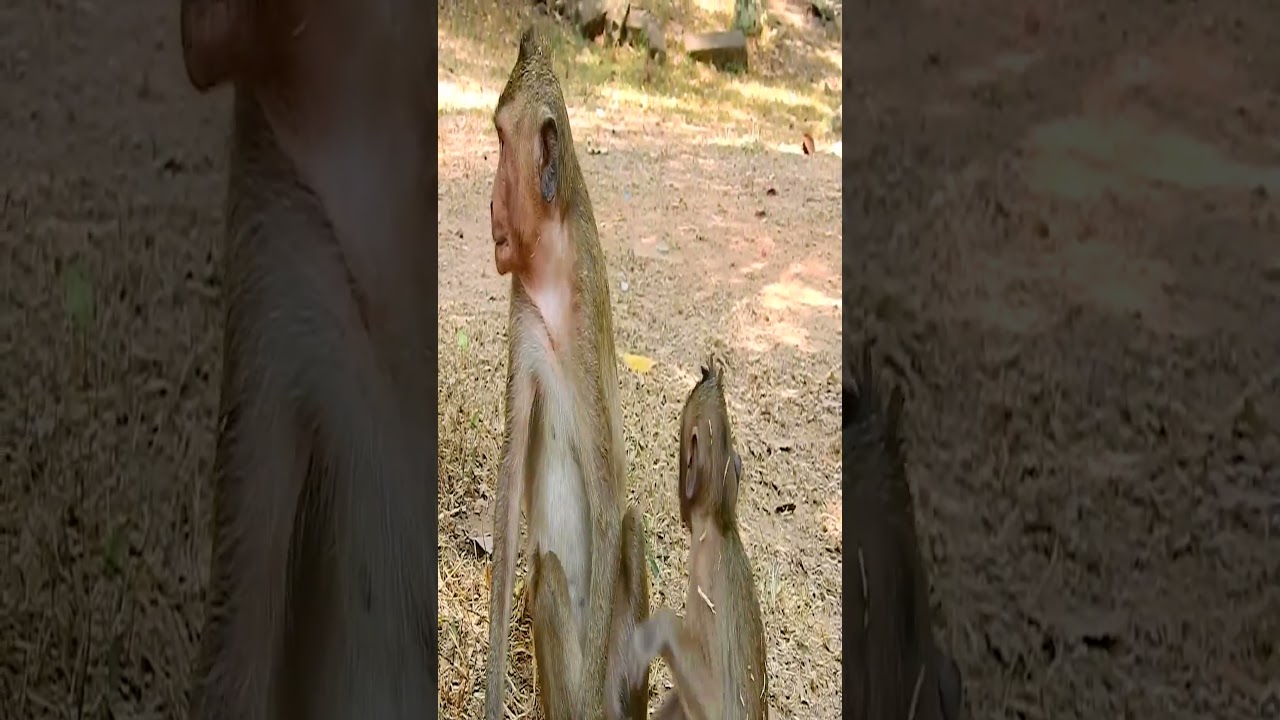 poor baby monkey Timo cry call mother Tima 18