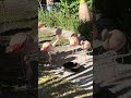 Flamingo Sunken Gardens #short #shorts #shortvideo #slowtv #sunkengardens