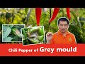 Chili pepper of grey mould  pepper plant diseases