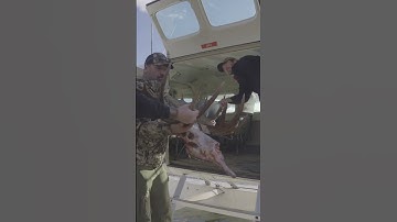 Moose Antlers + Airplane Adventure! 🛬