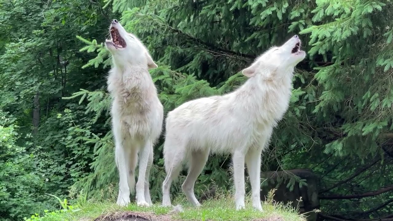 Two Stυnning Wolves Howl With One Another - Latest Health &aмp; Environмent  News froм MotherNatυre.coм
