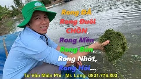 Diệt hết các loại Rong trong Ao mà vẫn "AN TOÀN CHO TÔM".