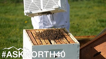 Putting New Honey Bees Into A Hive