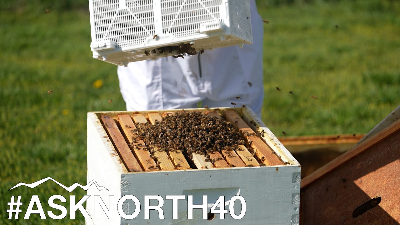 Putting New Honey Bees Into A Hive