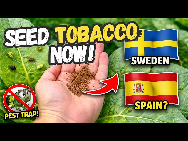 addictive substance in tobacco Tobacco Addiction: Nicotine and Other Factors, Animation