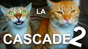 LA CASCADE 2 - PAROLE DE CHAT