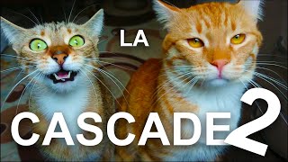 LA CASCADE 2 - PAROLE DE CHAT