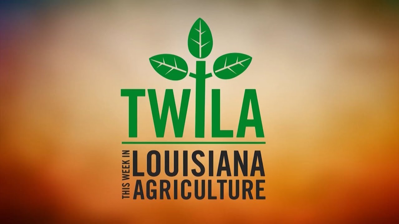 This Week in Louisiana Agriculture YouTube