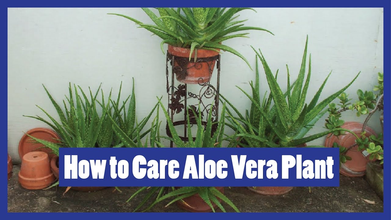 How To Care Aloe Vera Plant Tips For Care Of Aloe Vera Urdu