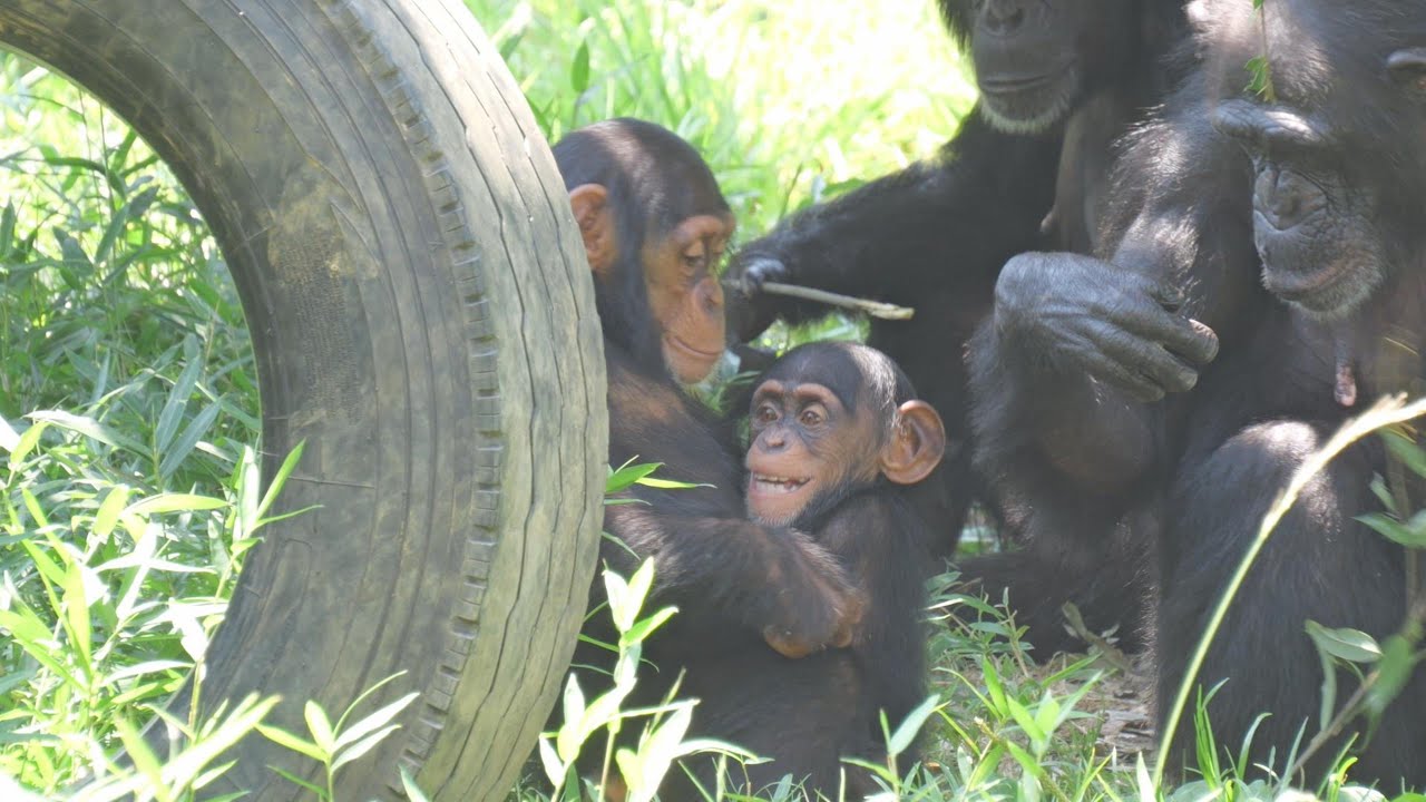 Fun play between Sijimi and Dill. Tama Zoo Chimpanzee 202506 - YouTube