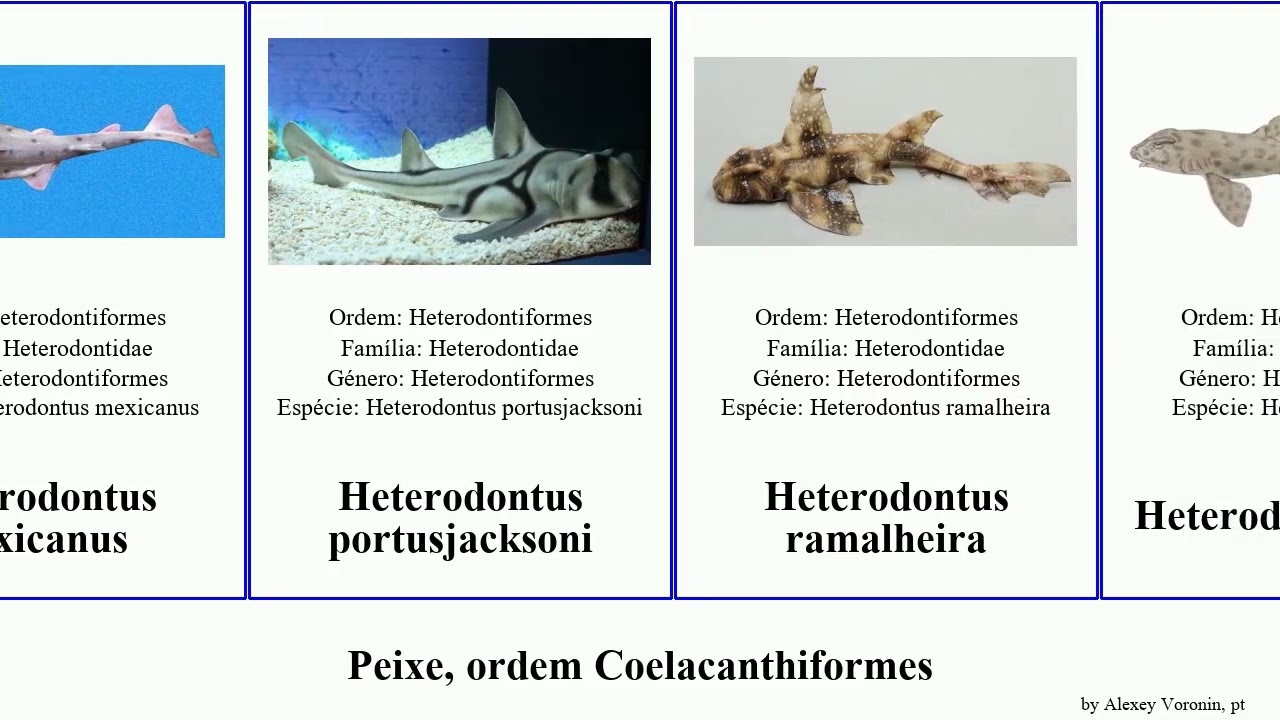 Peixe, ordem Coelacanthiformes heterodontus pristis sargocentron rhinobatos fish appendix zebra