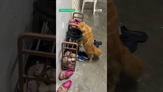 Cat Caught Sniffing Other Peoples Shoes And We Cant Stop Laughing