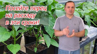 Когда Сеять Сладкий Перец На Рассаду- Точные Сроки!