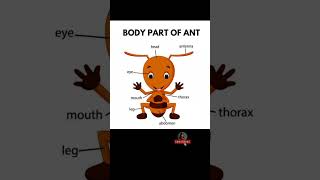 Body part of Ant @TheMasteryHub08  #short#learn