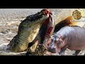 Wow Amazing Hippo Becomes A Hero - Hippo Attacks Crocodile To Protect Wildebeest And Impala