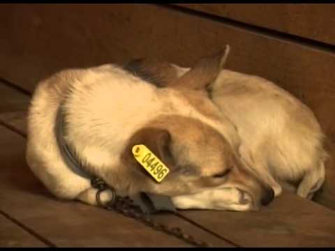 საზოგადოებისთვის უსაფრთხო დანომრილი ძაღლები ქალაქში 17 09 15