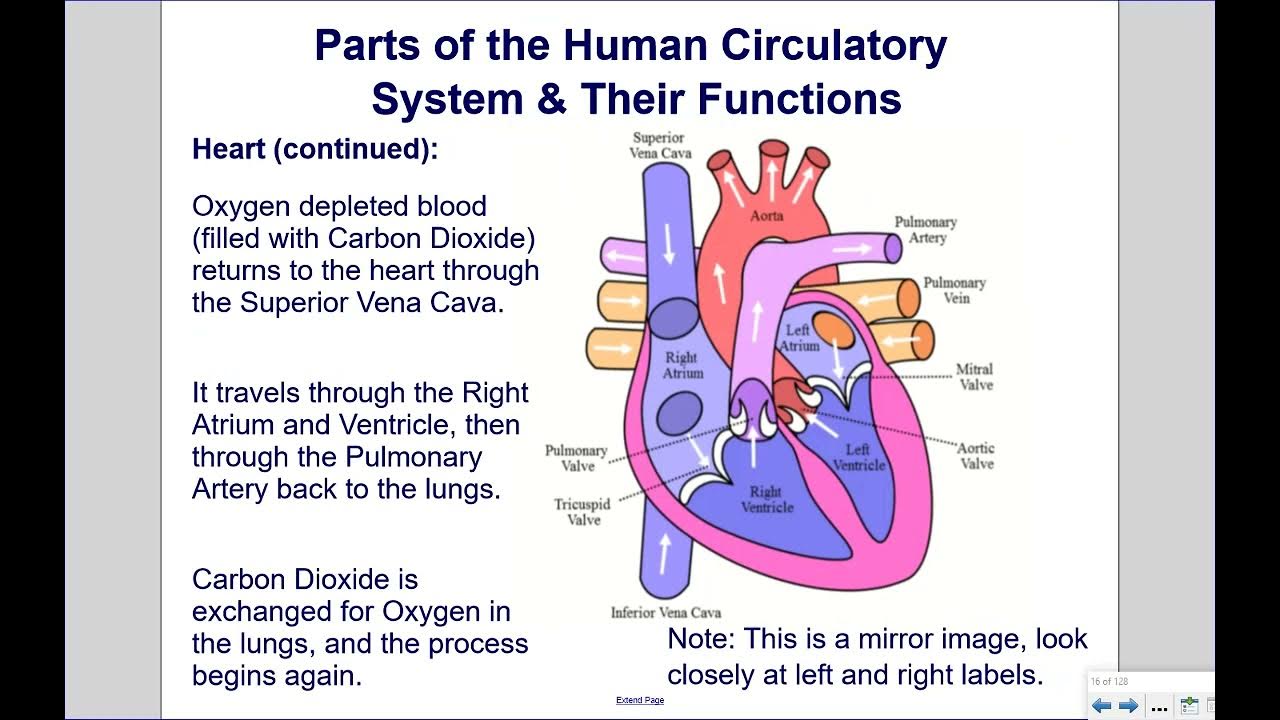 Parts of the Human Circulatory System and Their Functions YouTube