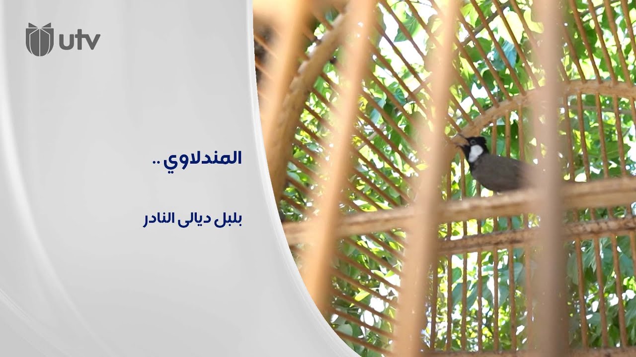 المندلاوي بلبل ديالى النادر بـ10 ألحان يطلبه الكويتيون بالجملة