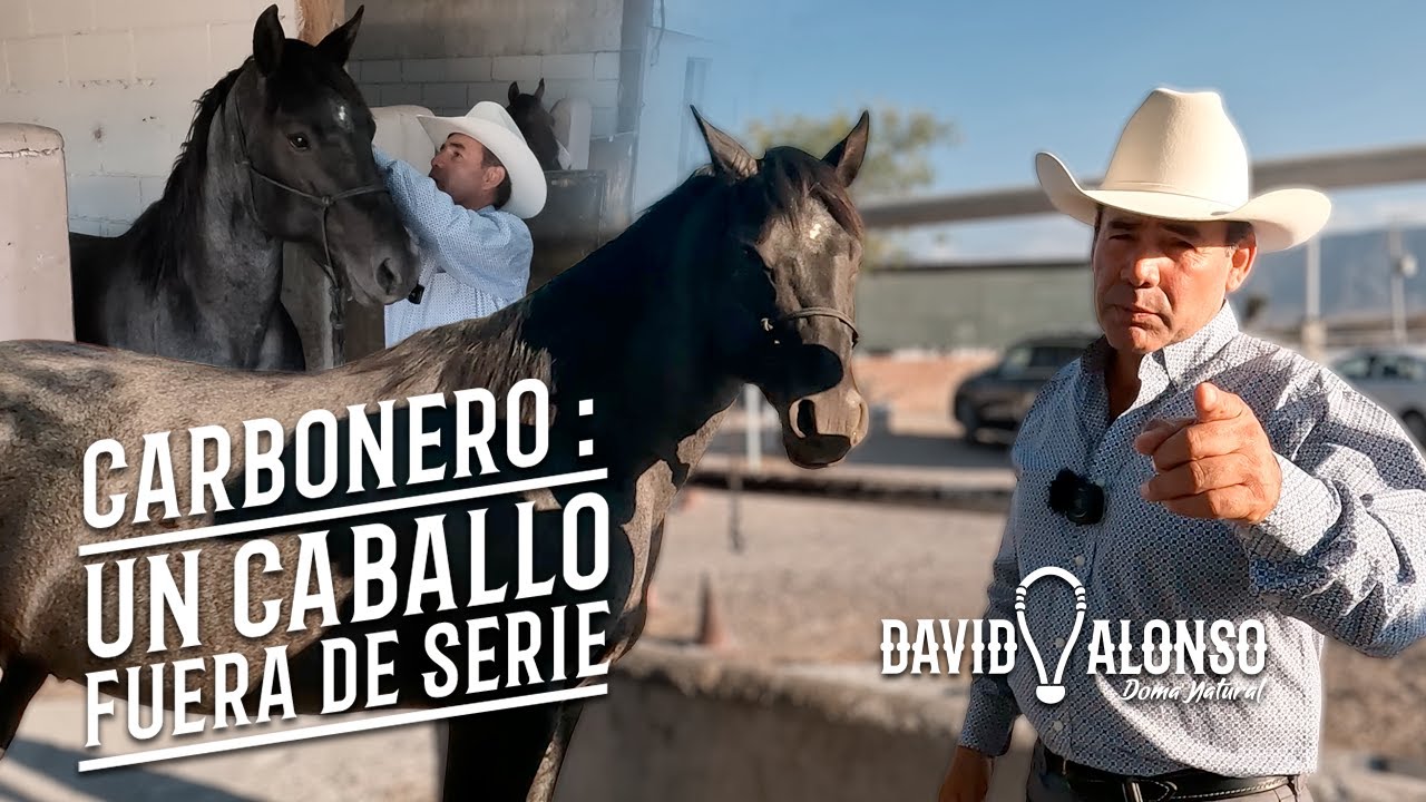 Carbonero : Un caballo fuera de serie