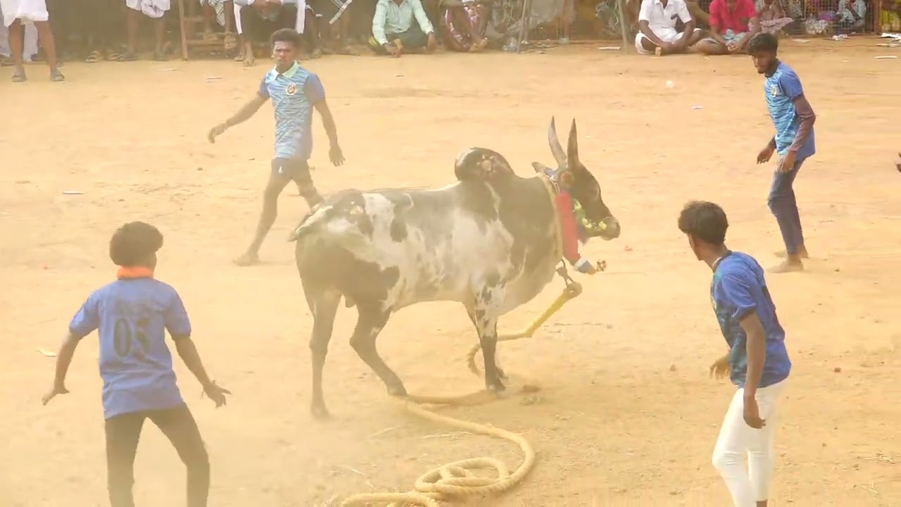 சவாலான ஆட்டம் உறுதிக்கோட்டை குட்டிப்புலி கோனார் ராமு காளை Vs வீரமுத்துபட்டி வெட்டுடையாள் காளியம்மன்