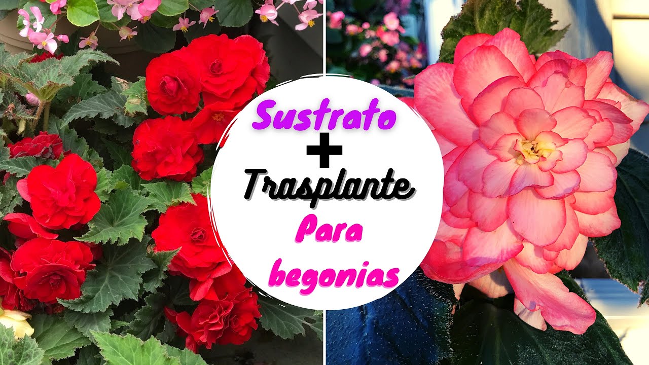 Cómo preparar sustrato para BEGONIAS + TRASPLANTE de NUEVAS begonias