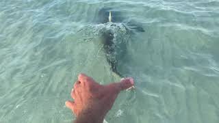 Pontoon Follows Shark Touches Tail Key West With Capt. Dane Karchers Wtpa Boat Tours All Day Long