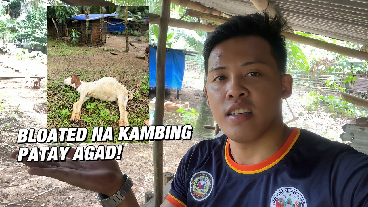 PAANO MAIIWASAN ANG BLOATED SA KAMBING? DAPAT GAWIN KAPAG NAKARANAS NG BLOATED NA KAMBING?