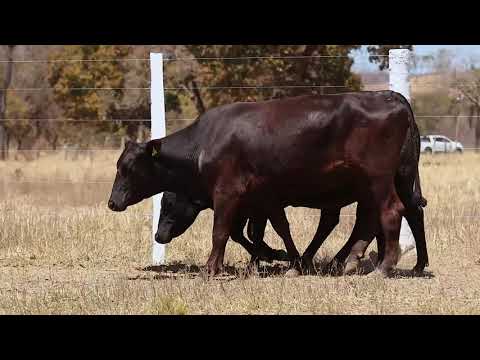 LOTE 98   BRANGUS BLACK F26, 240, 229