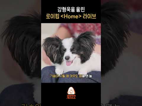 17년 키운 반려견을 위해 만든 노래