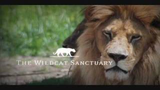 The Wildcat Sanctuary: Home to 100+ Rescued Cats