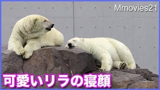 怒った後でもリラの傍に来て並んで寝るララ　ホッキョクグマ親子 Polar Bears