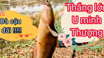 Tập 53Dp: Săn bắt rừng tràm Câu cá trê vàng U minh Thượng lại trúng lớn