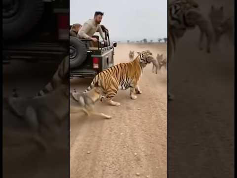 The Tiger Tried To Protect Its Baby From The Ferocious Wolves Animals Viral Youtubeshorts Cute