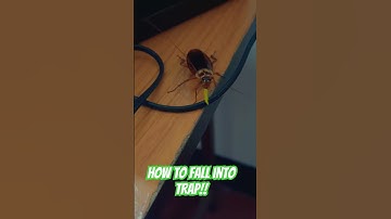 Fall into Trap!! HIT Cockroach Gel #hit #cockroach