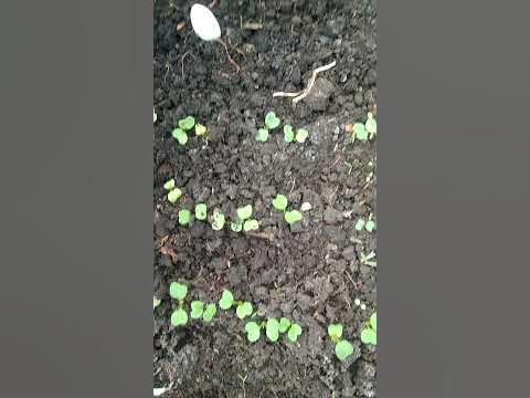 01.04.2023 Краса Алтая редис (12 дней от посева) - YouTube