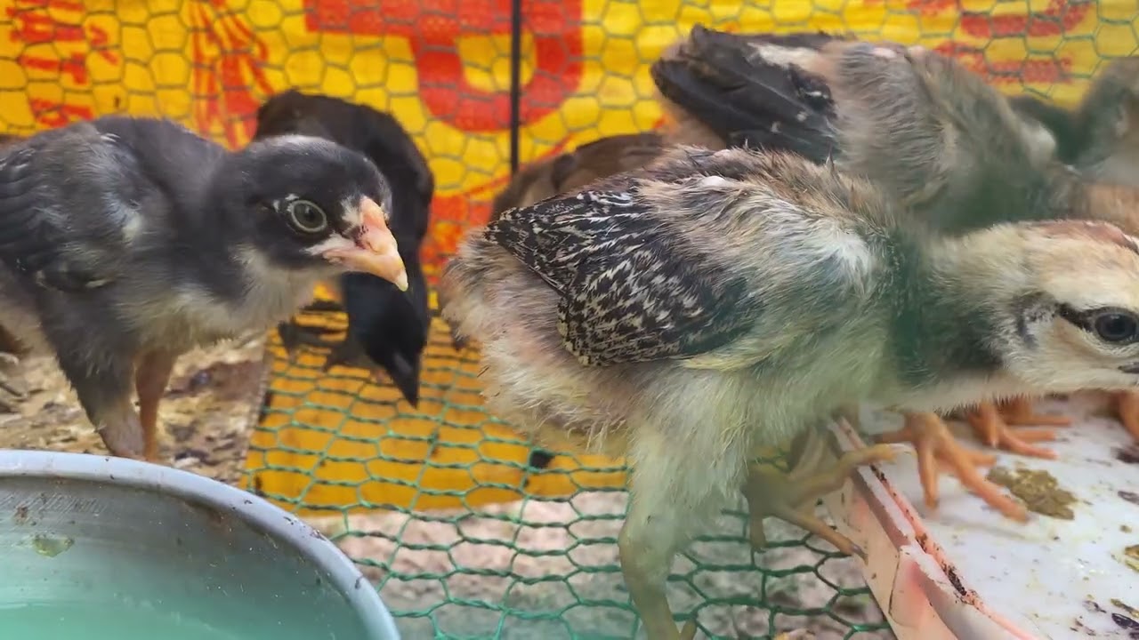 គ្រួសារមាន់/ កូនឆ្កែមកប្រលែងលេង🐓🐓🐕