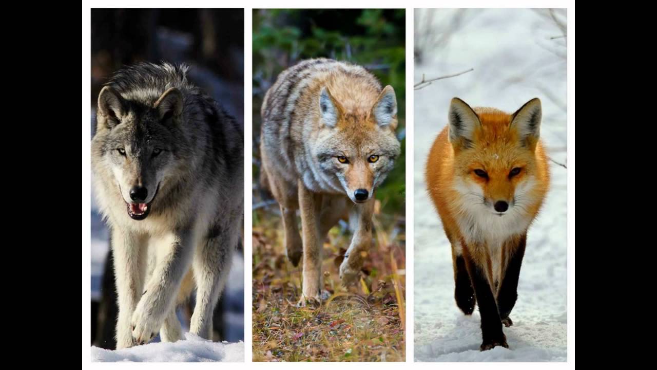 Loup Et Coyote Comment Differencier Youtube