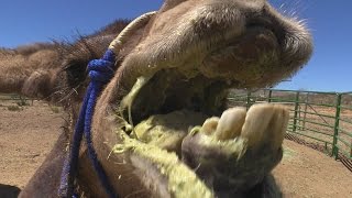 Camel Attack: How Camels Kill (Baby Vs. Nessie)  جمل غاضب