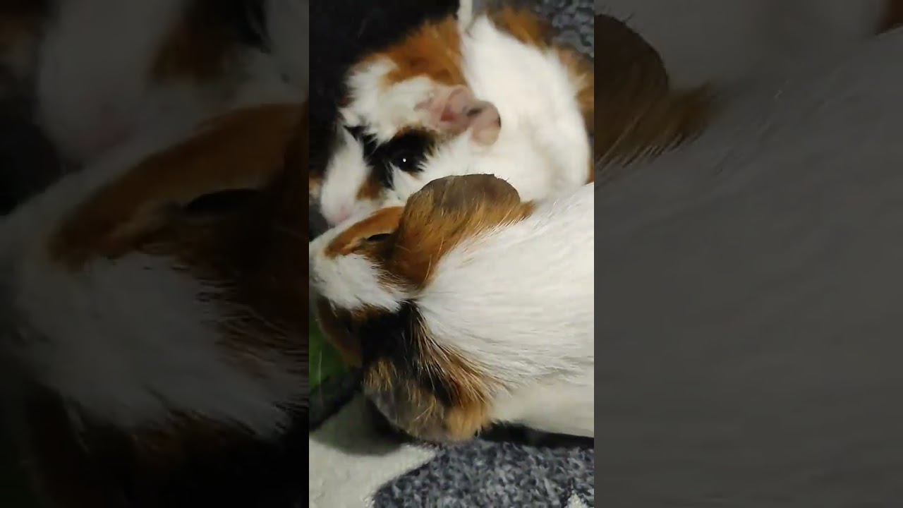 #домашниеживотные