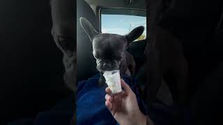 #Dream #frenchbulldog #frenchiesworld #frenchiesofinstagram #frenchie #cutie #shelovestoplay #pets