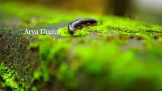 Arya Digital Media Services