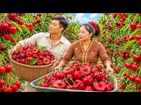 How to Harvest Fresh Cherries to Sell at the Market - Cooking a Family Meal | Trieu Mai Huong
