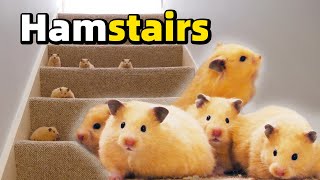 Baby Hamsters vs Stairs