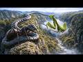How Tiny Ants Survive the Deadly Forest (Macro ASMR Documentary)