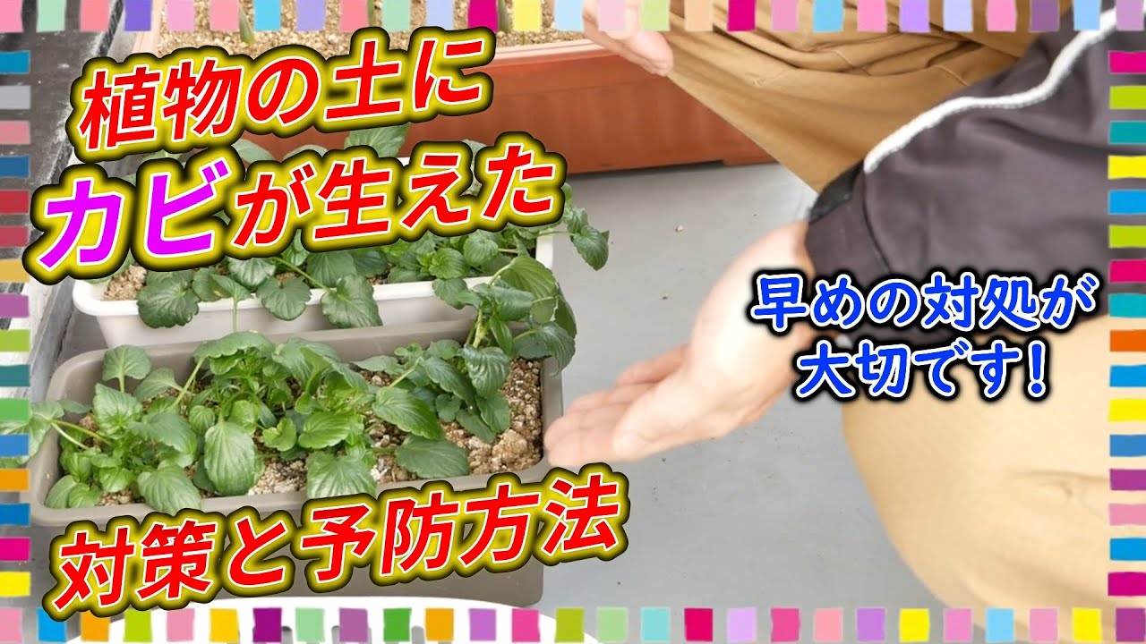植物の土にカビが生えた！具体的な対処方法や対策を教えます