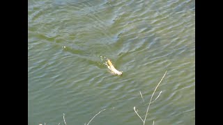 Weasel swimming across a river