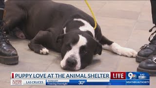 El Paso Animal Services inviting to free adoption event