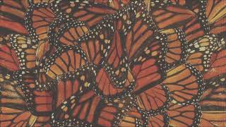 Salin - Painted Lady